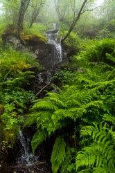 Norwegian rain forest